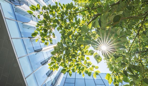 Symbol for sustainability: a green tree in front of a glass building